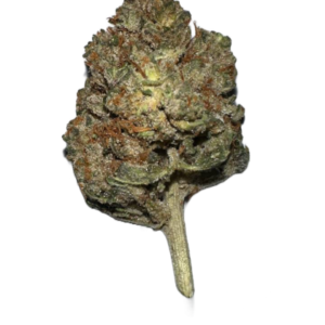 stardawg strain